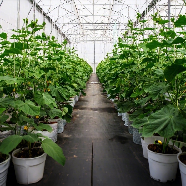 农业领域调温微胶囊